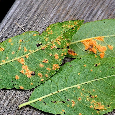 Melampsora caprearum