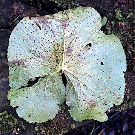 Puccinia calthae