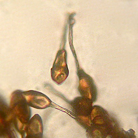 Puccinia calthae