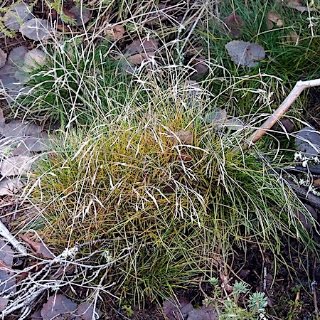 Uromyces airae-flexuosae