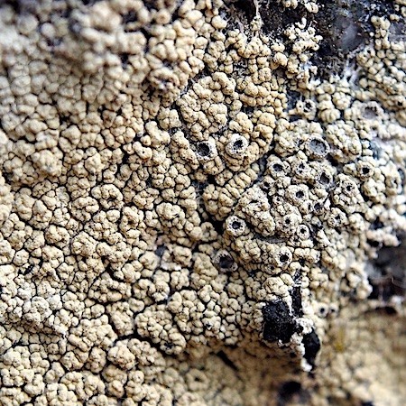 Diploschistes scruposus