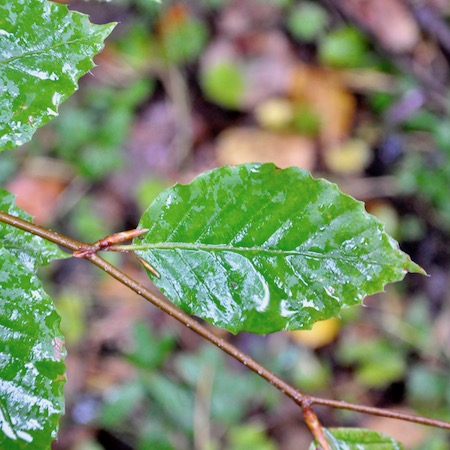 Fagus sylvatica