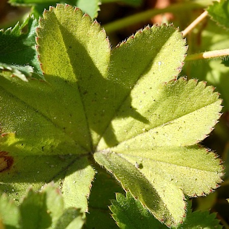 alchemilla micans