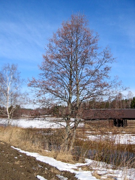 Harmaalepp 