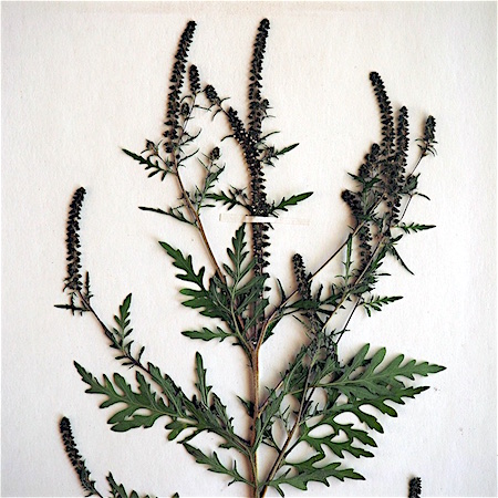 gnaphalium sylvaticum