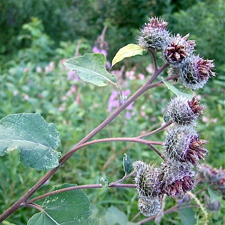 arctium tomentosum