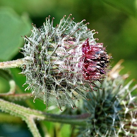 arctium tomentosum