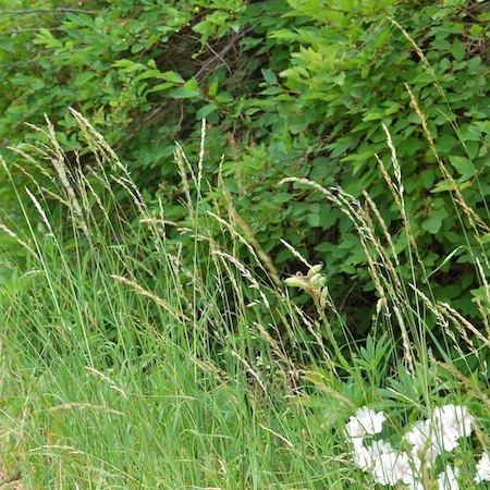 arrhenatherum elatius