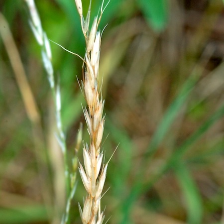 arrhenatherum elatius