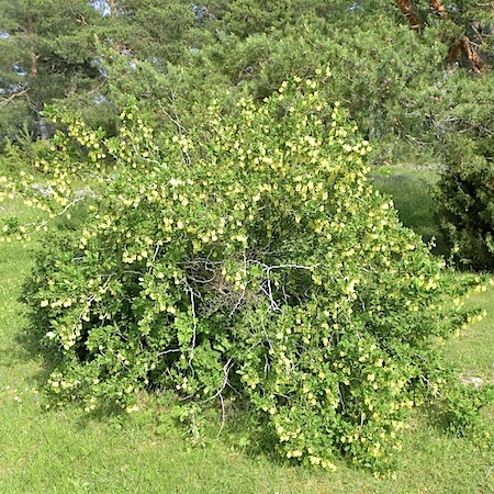 berberis vulgaris