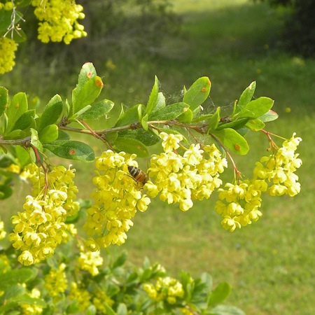 berberis vulgaris