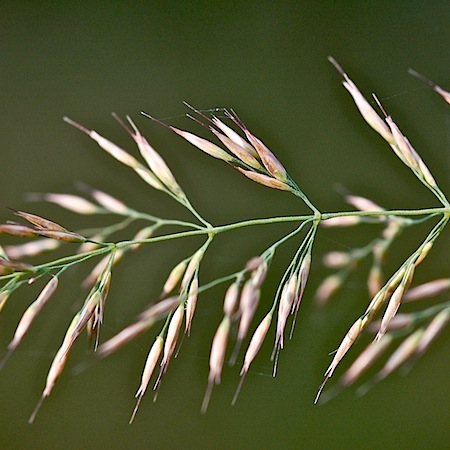 calamagrostis arundinacea