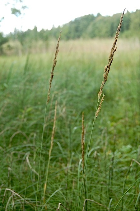 calamagrostis stricta