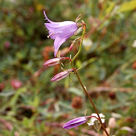 campanula rapunculoides