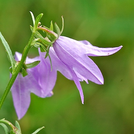 campanula rapunculoides