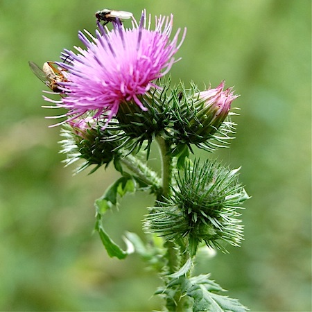 carduus crispus