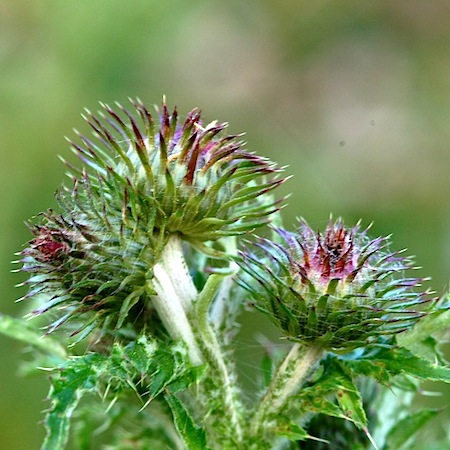 carduus crispus