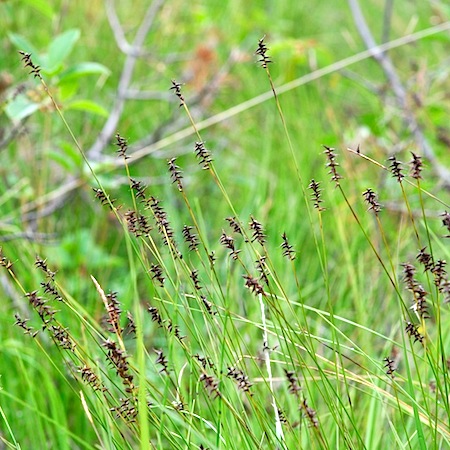carex dioica