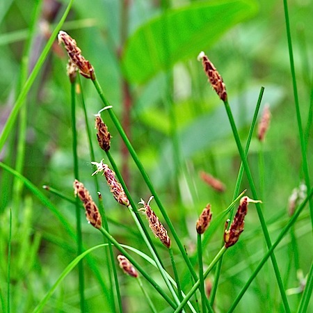 carex dioica