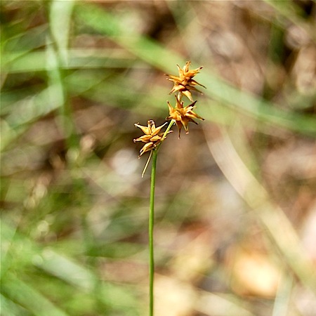 carex echinata