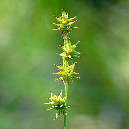 carex echinata
