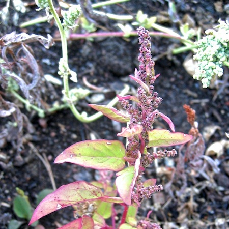 chenopodium polyspermum