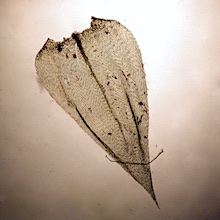 Sciuro-hypnum starkei