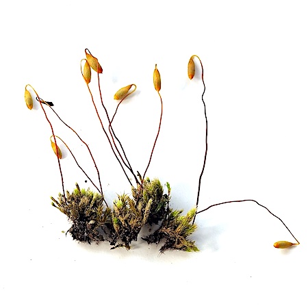 Bryum argenteum
