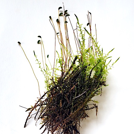 Calliergon cordifolium