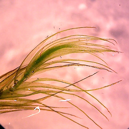 Dichelyma capillaceum