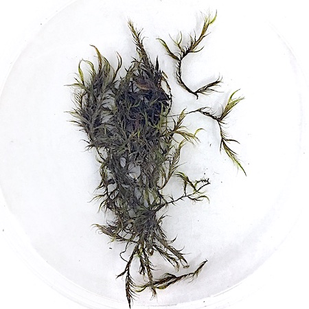 Dichelyma capillaceum