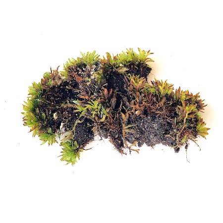 Encalypta streptocarpa
