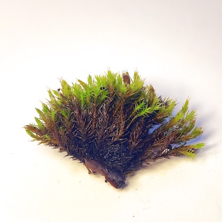 Schistidium fricidum