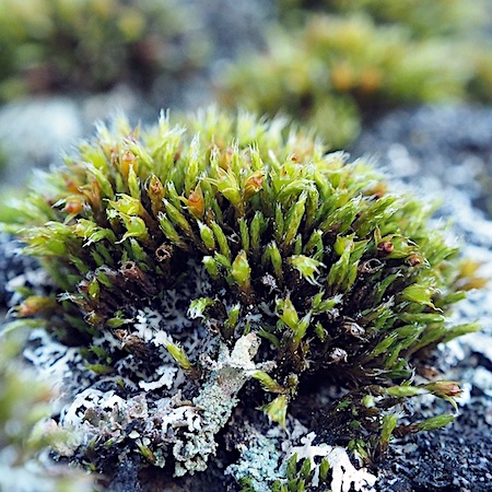 Schistidium fricidum