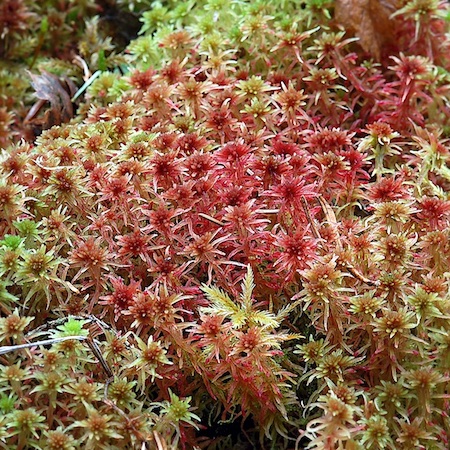 sphagnum russowii