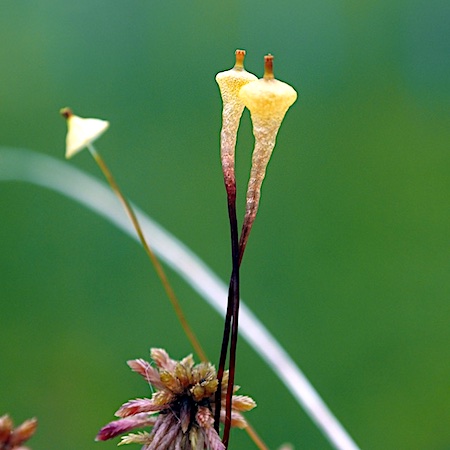 Splachnum ampullaceum