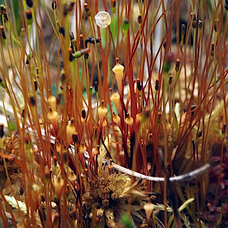 Splachnum ampullaceum